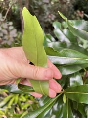 Stenocarpus sinuatus