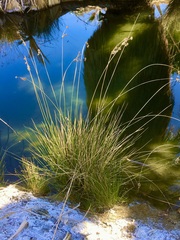 Juncus cooperi