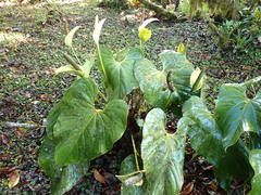Anthurium monteverdense