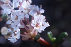 Ceanothus ophiochilus