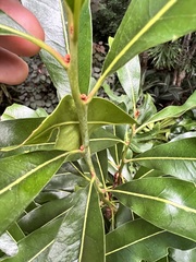 Stenocarpus sinuatus