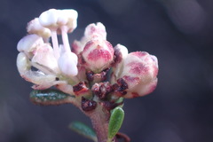 Ceanothus ophiochilus