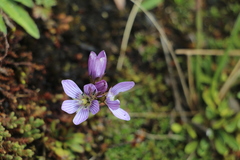 Gentianella corymbosa