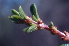 Ceanothus ophiochilus