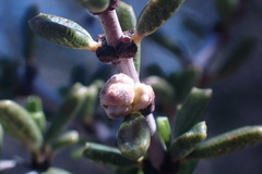 Ceanothus ophiochilus