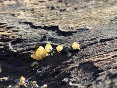 Dacrymyces