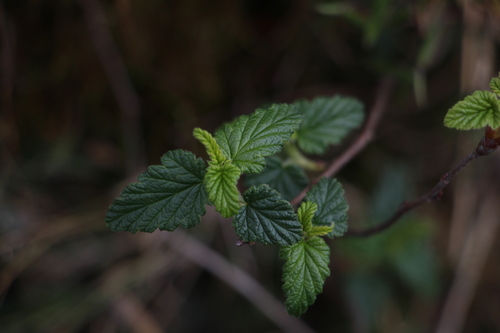 Ribes andicola (Ribes andicola)