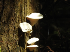 Lentinus scleropus