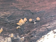 Dacrymyces