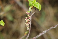 Ribes andicola