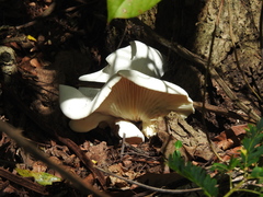 Lentinus scleropus