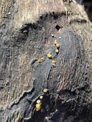 Dacrymyces