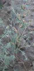 Lotus glinoides