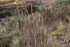 Chusquea tessellata