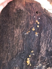 Dacrymyces
