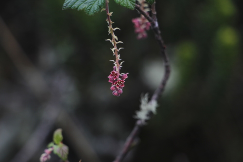 Ribes andicola (Ribes andicola)