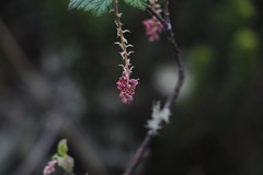 Ribes andicola
