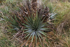 Puya trianae