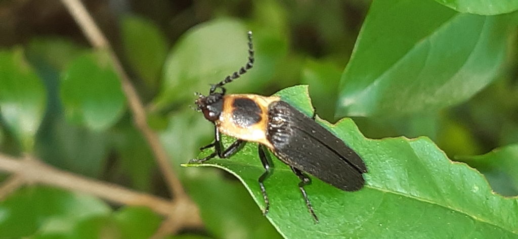 Pyroptesis