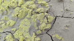 Acarospora schleicheri