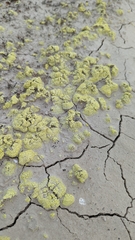 Acarospora schleicheri