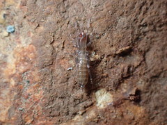 Hubbardia pentapeltis