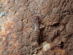 Hubbardia pentapeltis