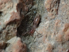 Hubbardia pentapeltis