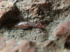 Hubbardia pentapeltis