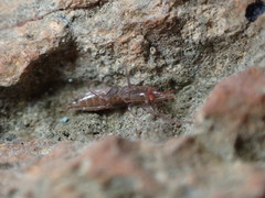 Hubbardia pentapeltis