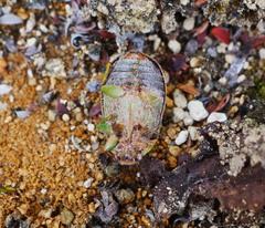 Stethaspis suturalis