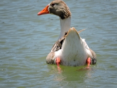 Anser anser domesticus