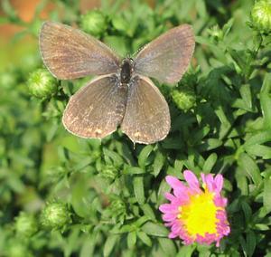 Short-tailed Blue