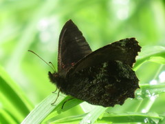 Panyapedaliodes drymaea