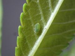 Tinocallis ulmiparvifoliae