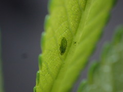 Tinocallis ulmiparvifoliae