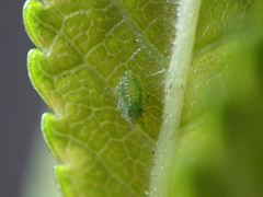 Tinocallis ulmiparvifoliae