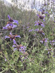 Salvia munzii