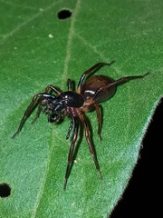 Corinninae