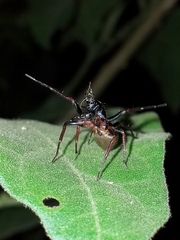 Corinninae