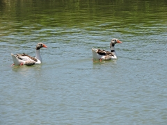 Anser anser domesticus