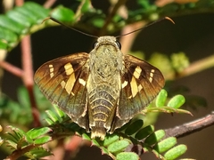 Trapezites symmomus