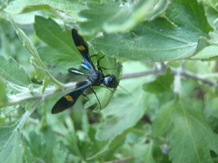 Pristaulacus fasciatus