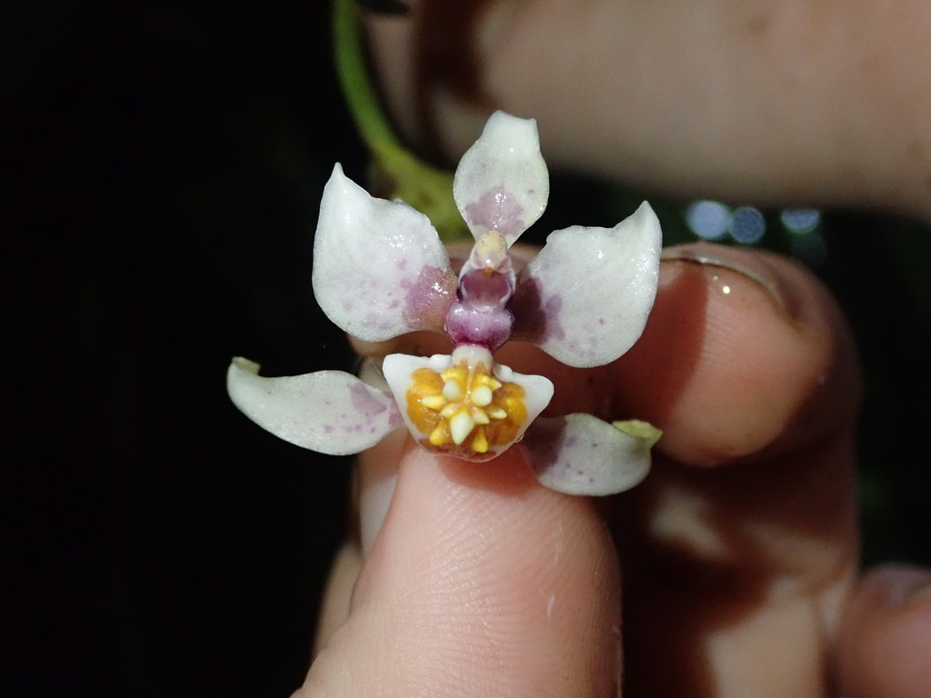 Cyrtochilum midas