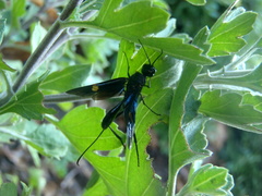 Pristaulacus fasciatus