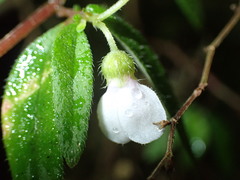 Centradenia inaequilateralis image