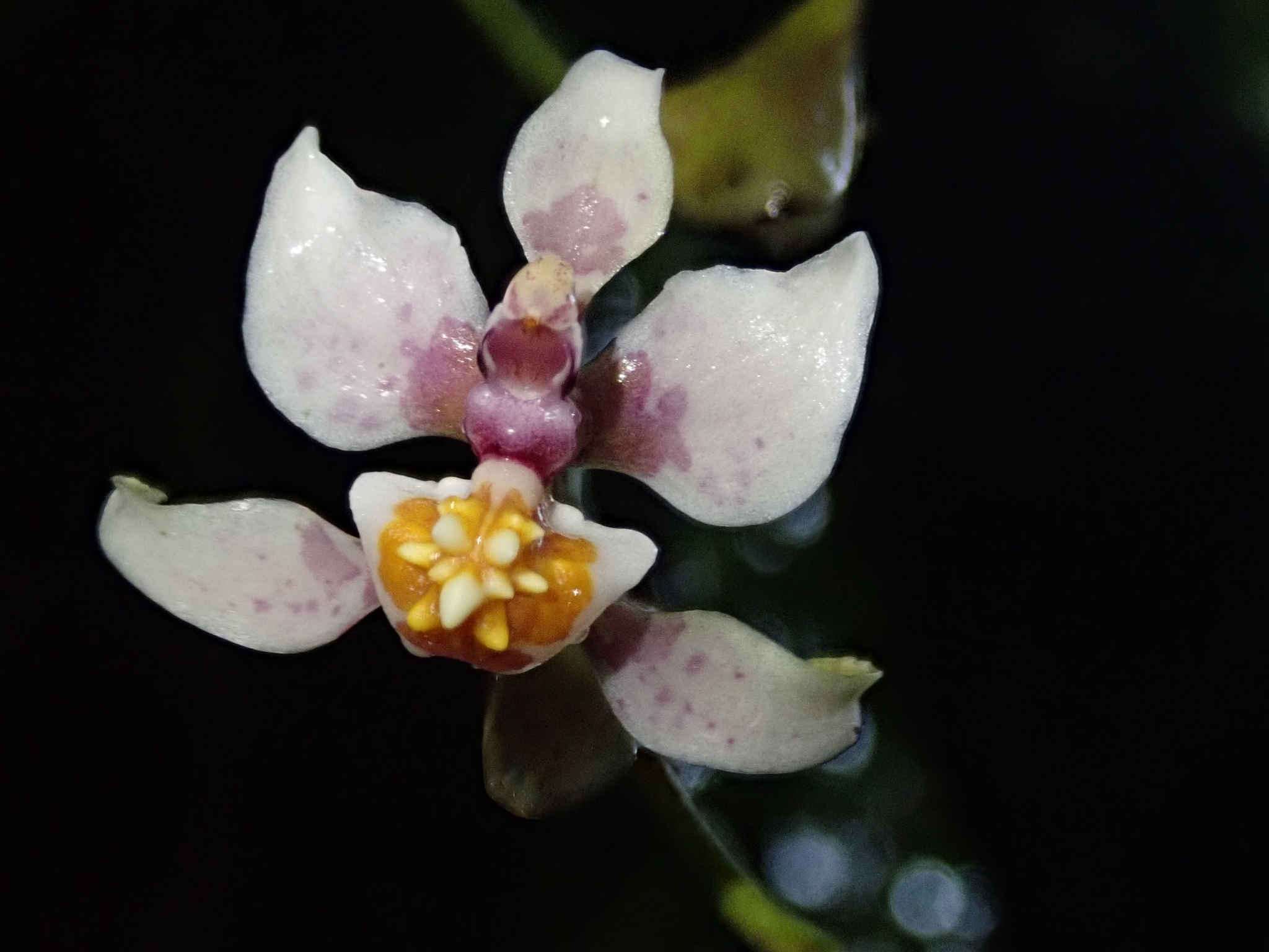 Cyrtochilum midas Dalström