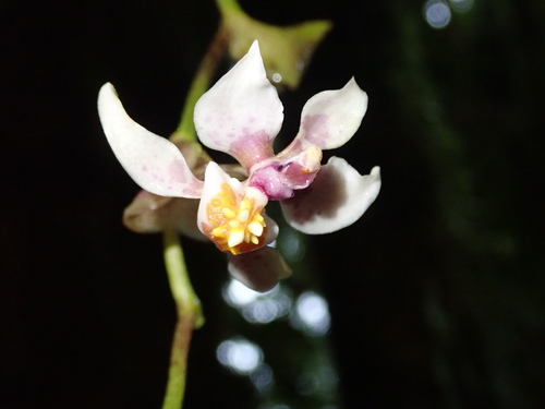 Image of Cyrtochilum midas by (c) Nolan Exe, some rights reserved (CC BY)