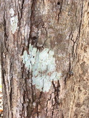 Phlyctis boliviensis