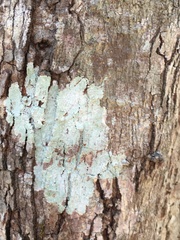 Phlyctis boliviensis